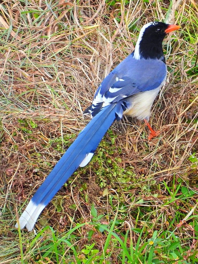 Red-billed Blue-Magpie - ML643974195