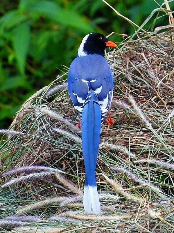 Red-billed Blue-Magpie - ML643974196