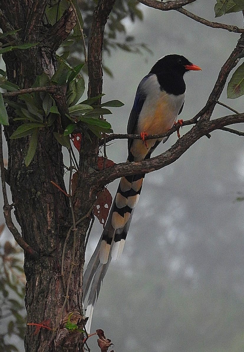 Red-billed Blue-Magpie - ML643974197