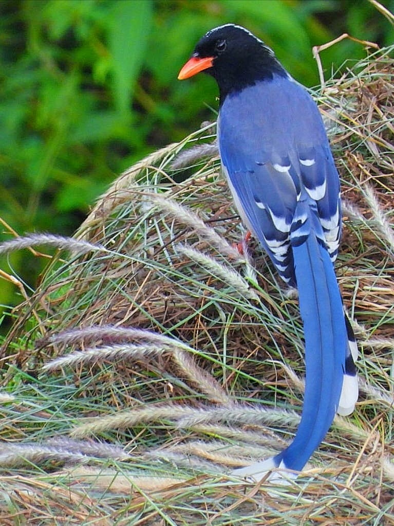 Red-billed Blue-Magpie - ML643974198