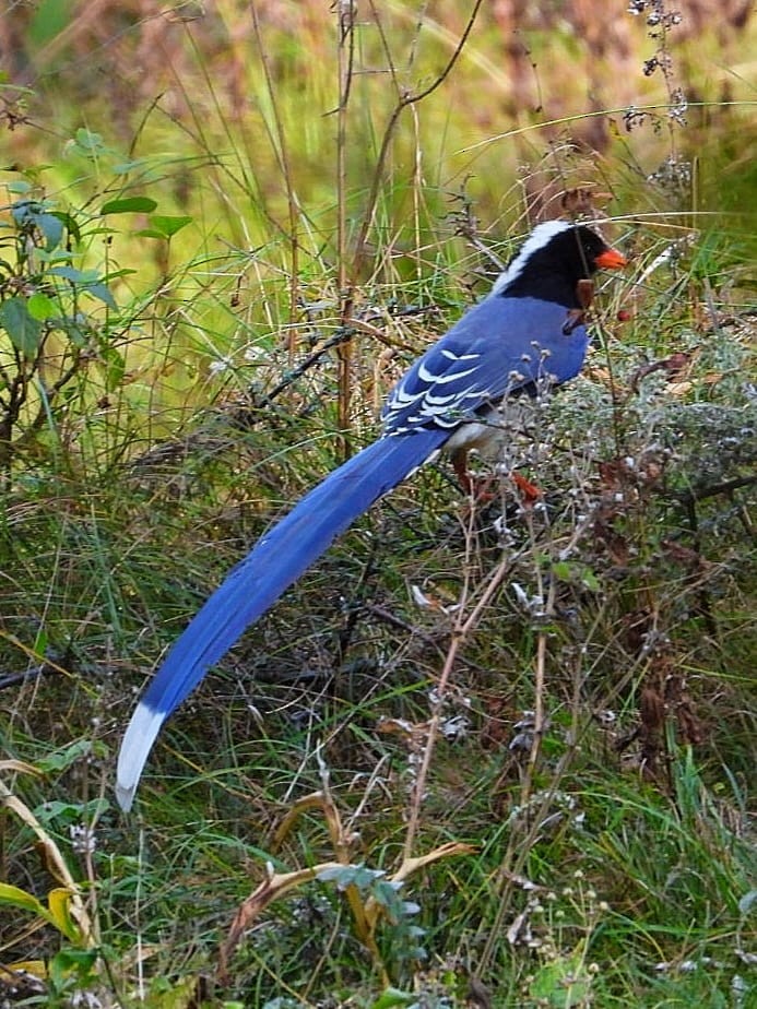 Red-billed Blue-Magpie - ML643974199
