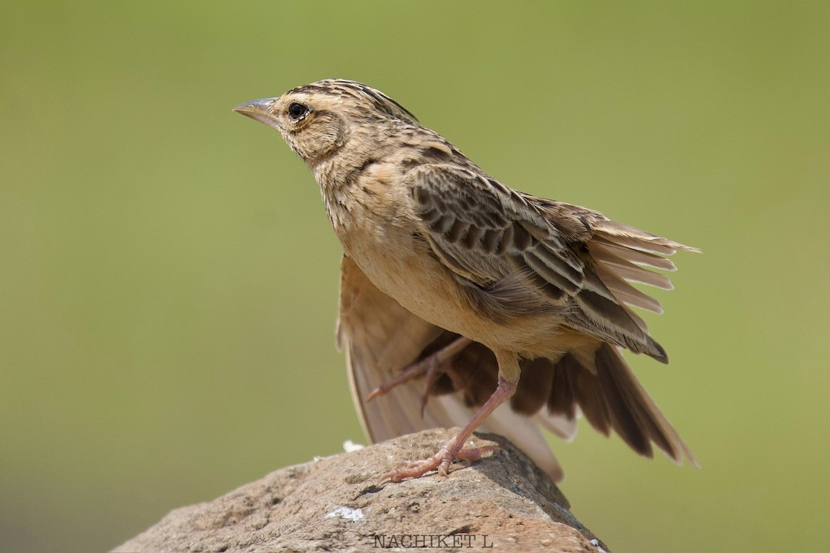 Tawny Lark - ML643974210
