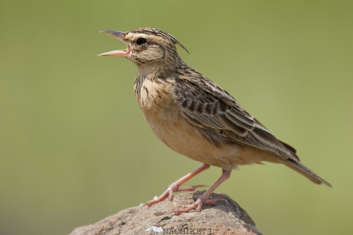 Tawny Lark - ML643974211