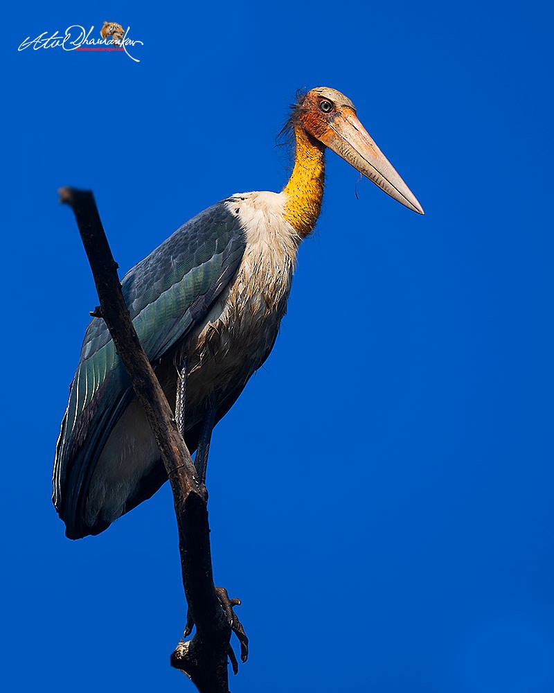 Lesser Adjutant - ML643974235