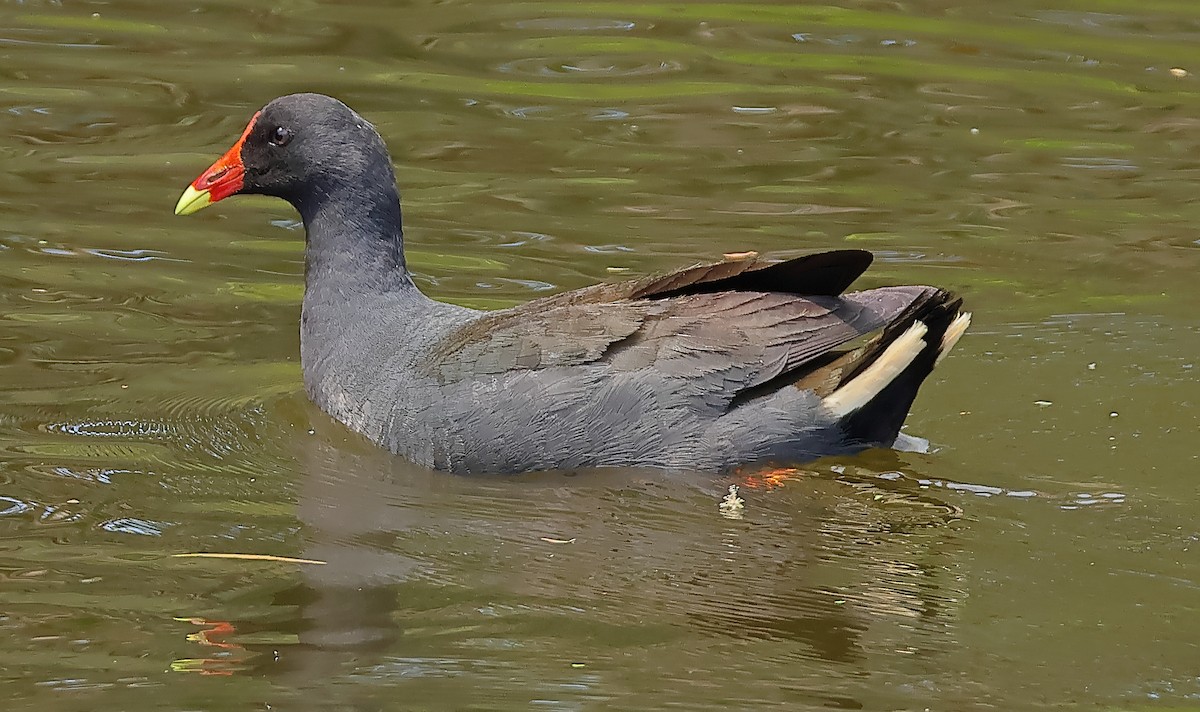Gallineta Enlutada - ML643974264
