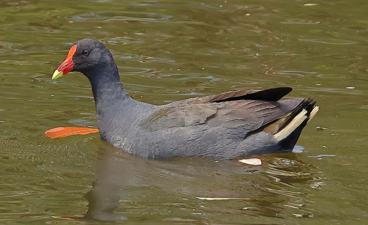 Gallineta Enlutada - ML643974265