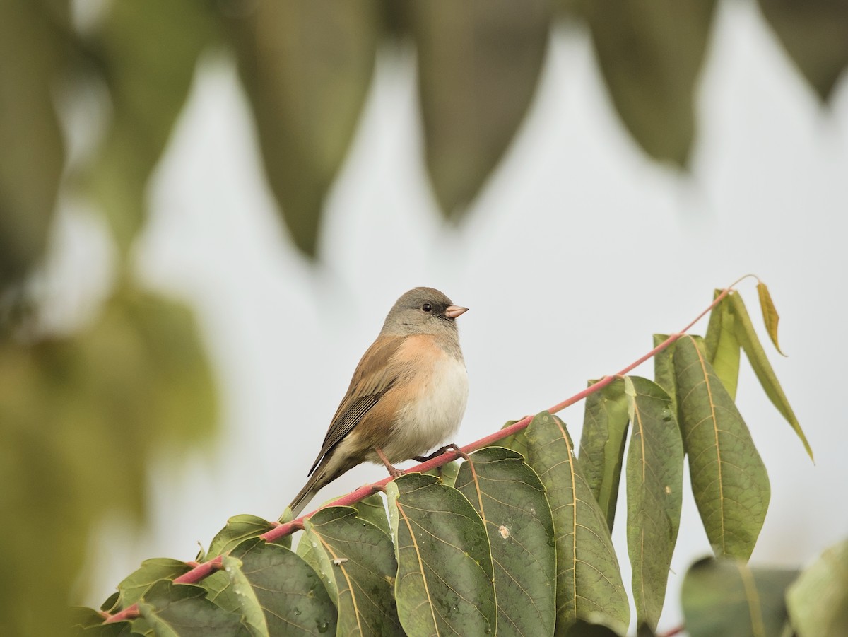 Junco Ojioscuro - ML643974277