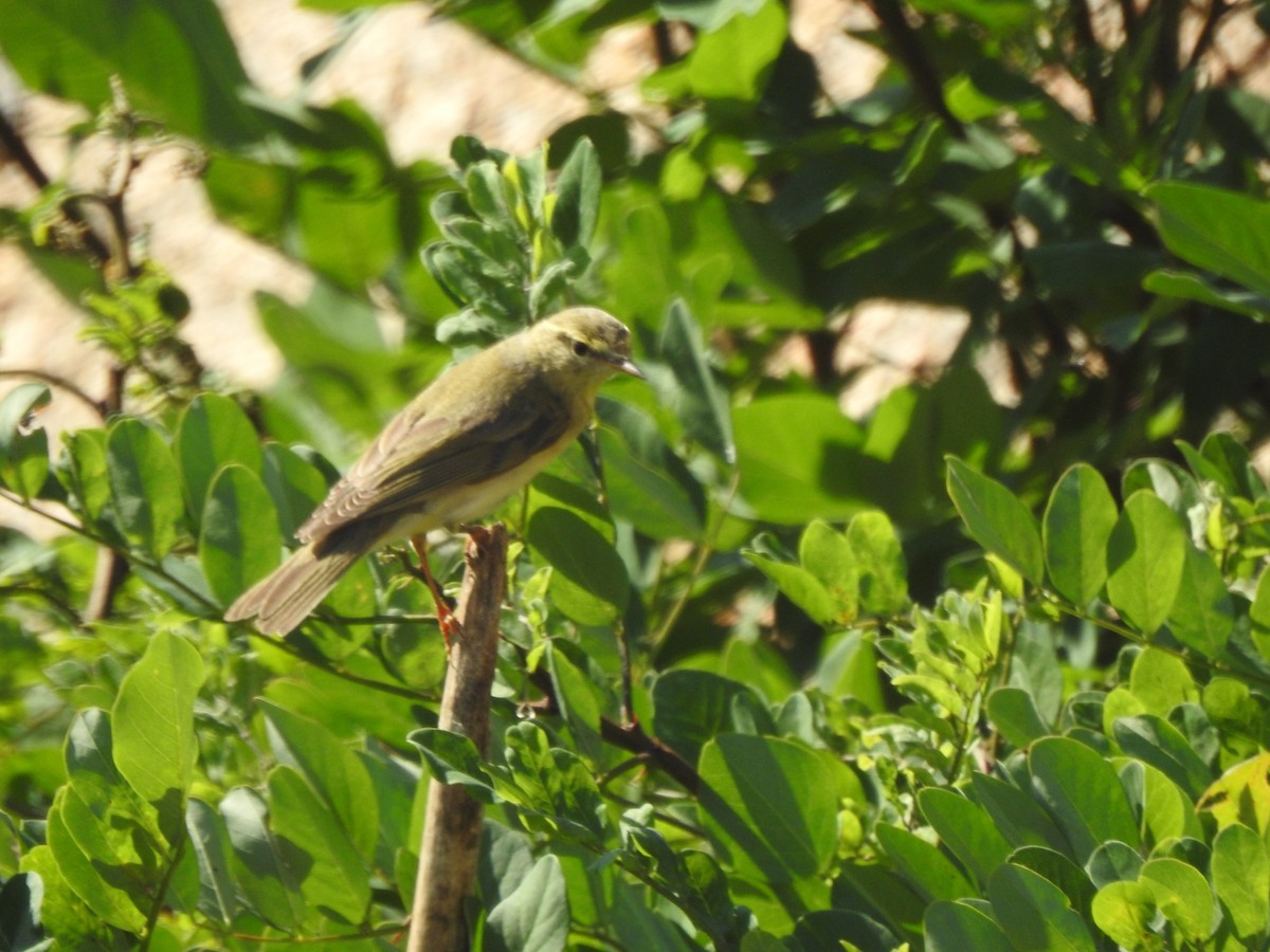Mosquitero Musical - ML643974282
