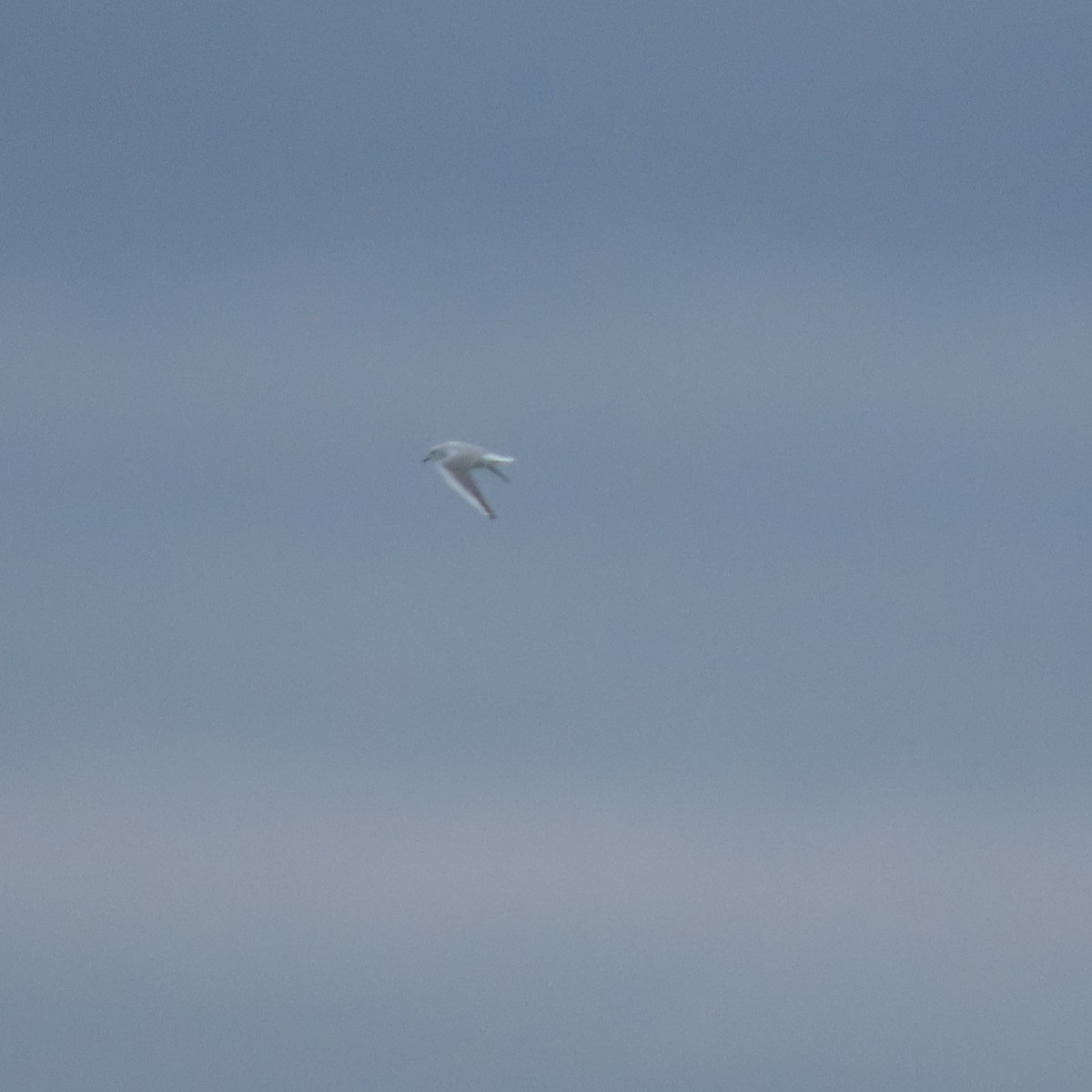 Gaviota de Bonaparte - ML643974290