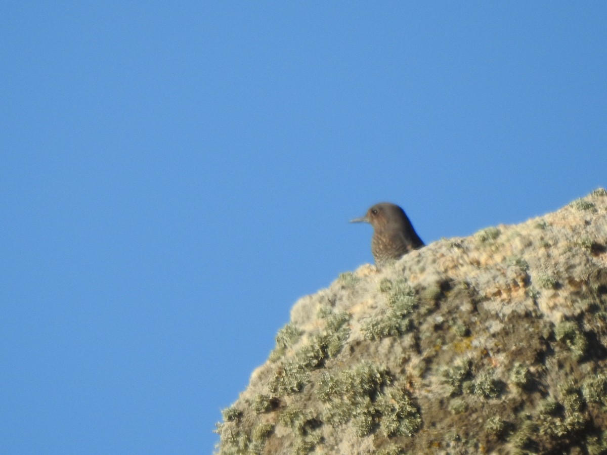 Roquero Solitario - ML643974292