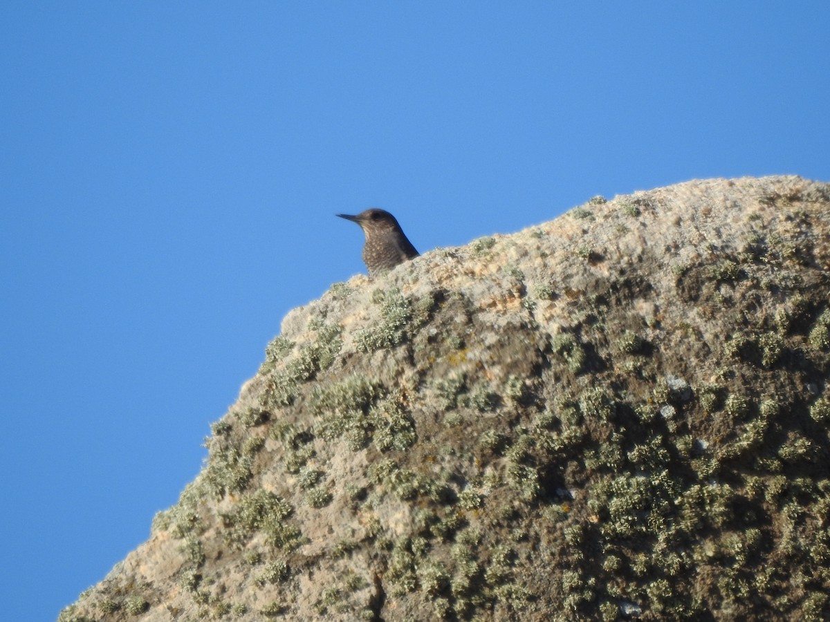 Roquero Solitario - ML643974293