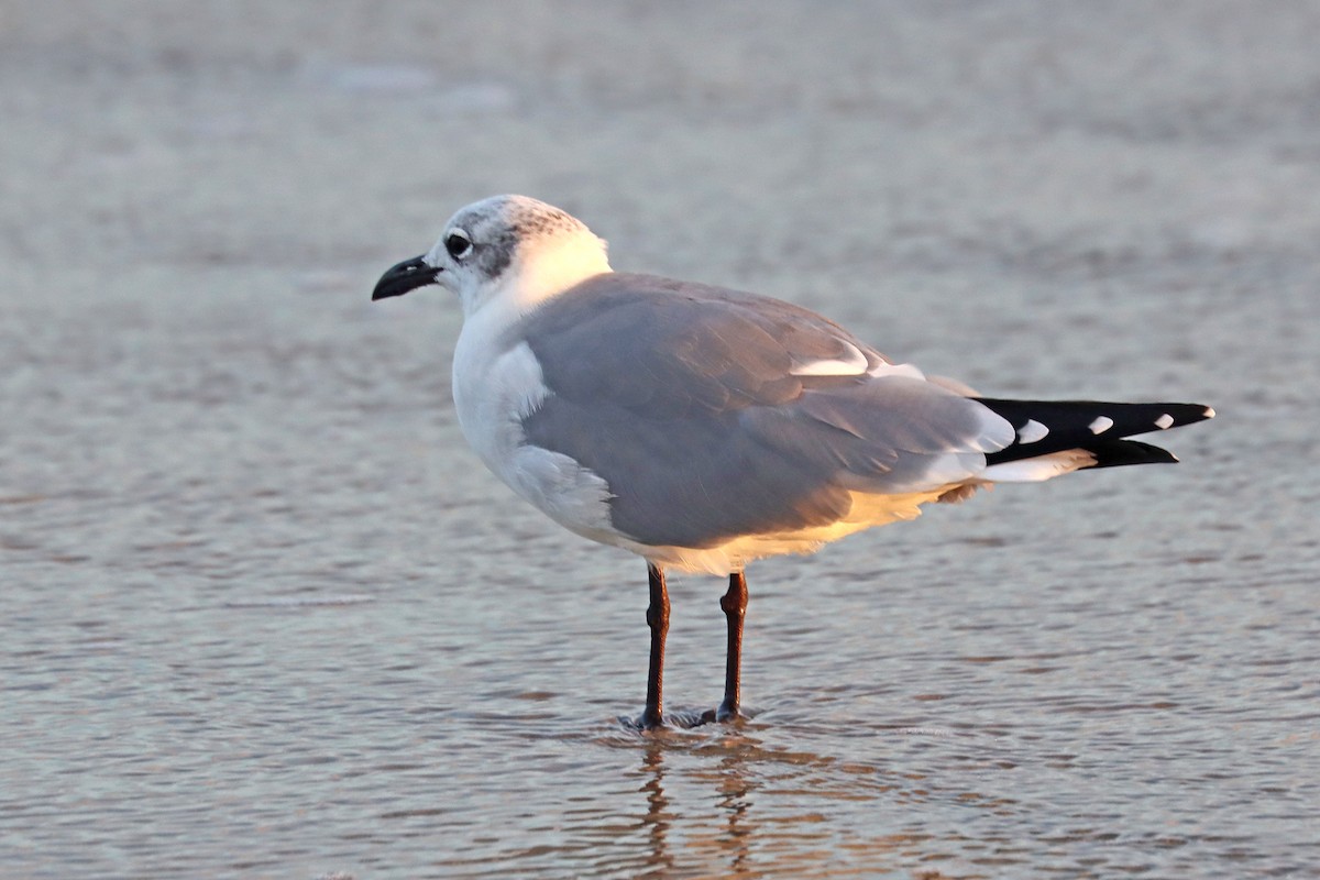 Gaviota Guanaguanare - ML643974294