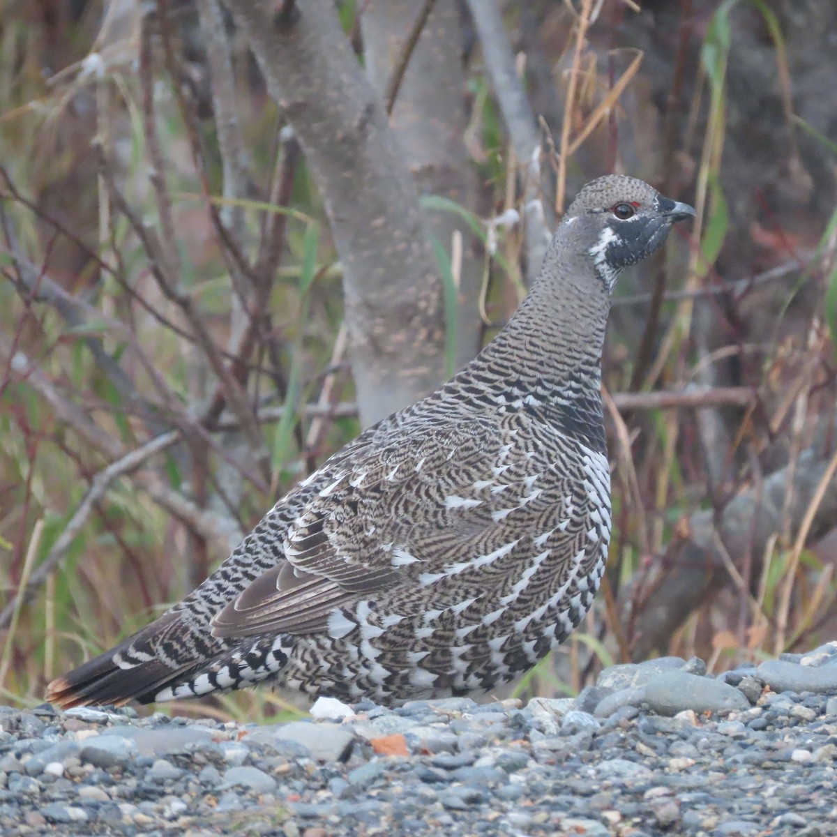 Spruce Grouse - ML643974295