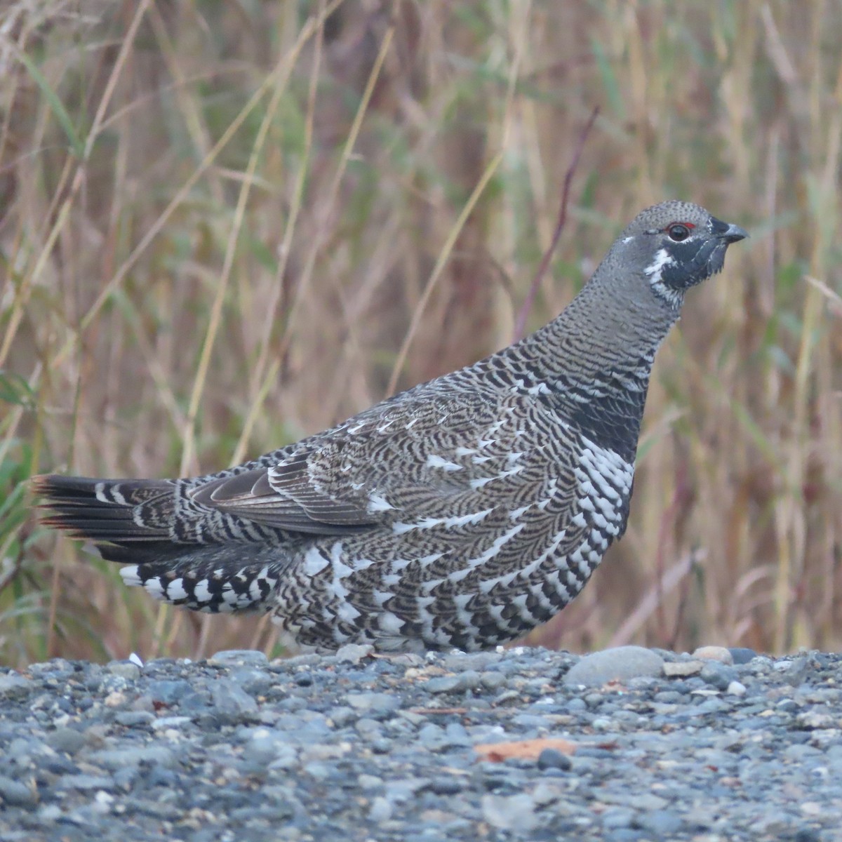 Spruce Grouse - ML643974298