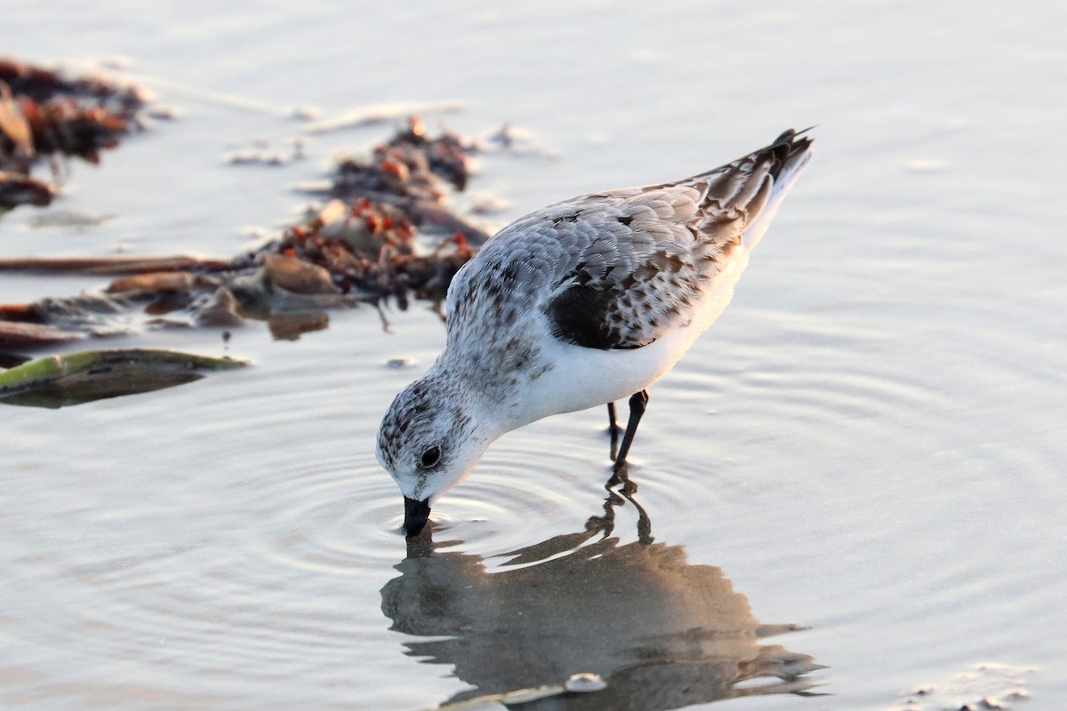Sanderling - ML643974299