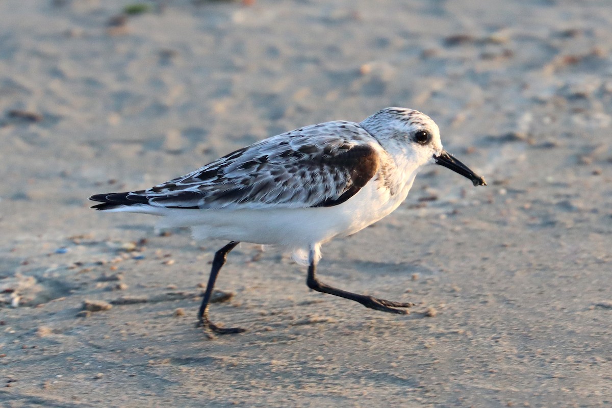 Sanderling - ML643974300