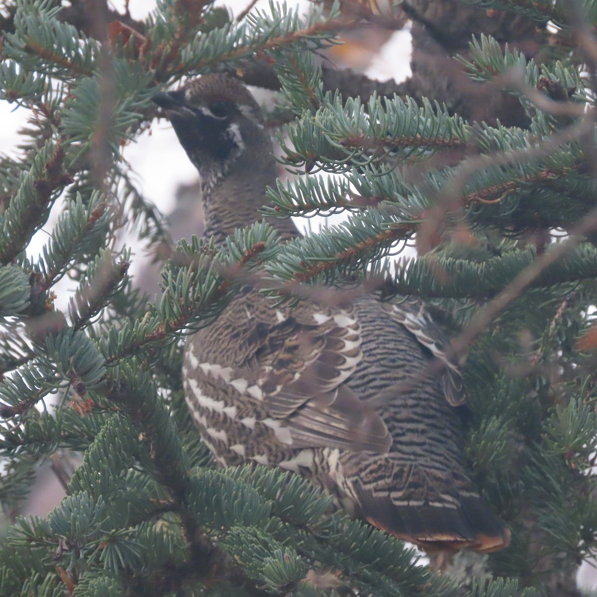 Spruce Grouse - ML643974302