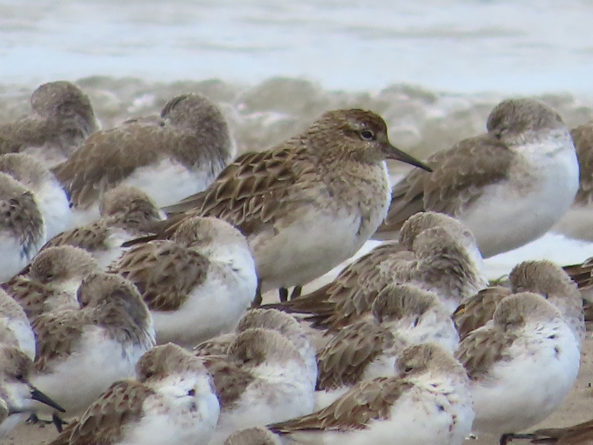 Sharp-tailed Sandpiper - ML643974303