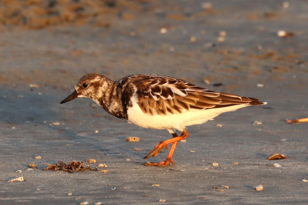 Ruddy Turnstone - ML643974304