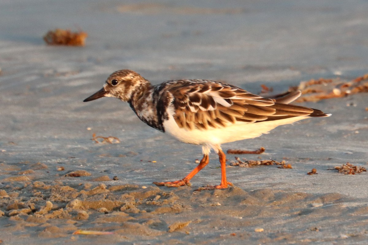 Ruddy Turnstone - ML643974305