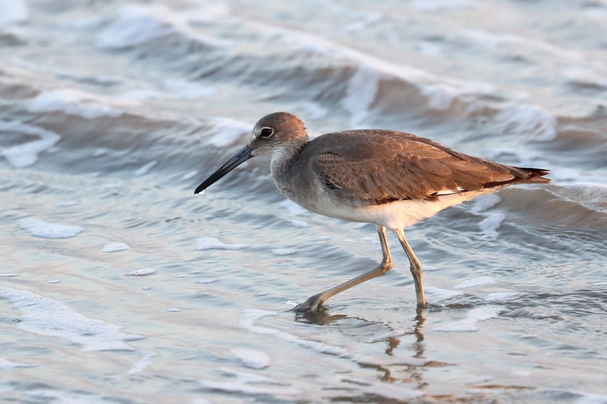 Willet - ML643974306