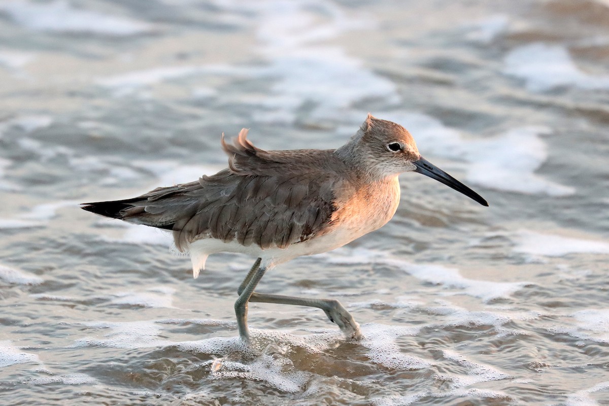 Willet - ML643974307