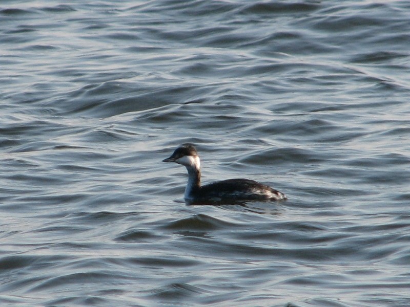 Horned Grebe - ML643974308