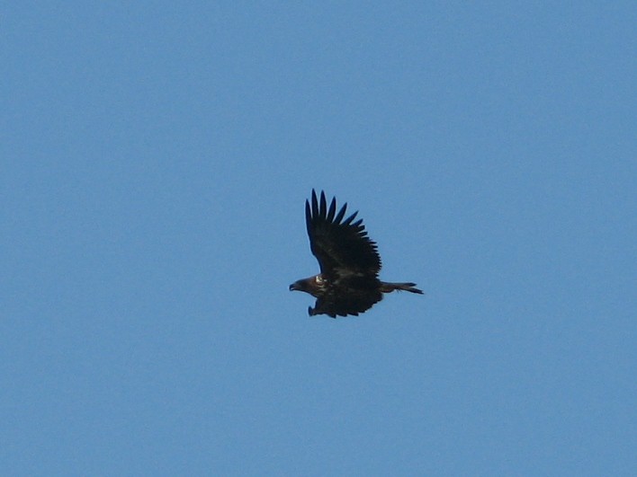 White-tailed Eagle - ML643974311