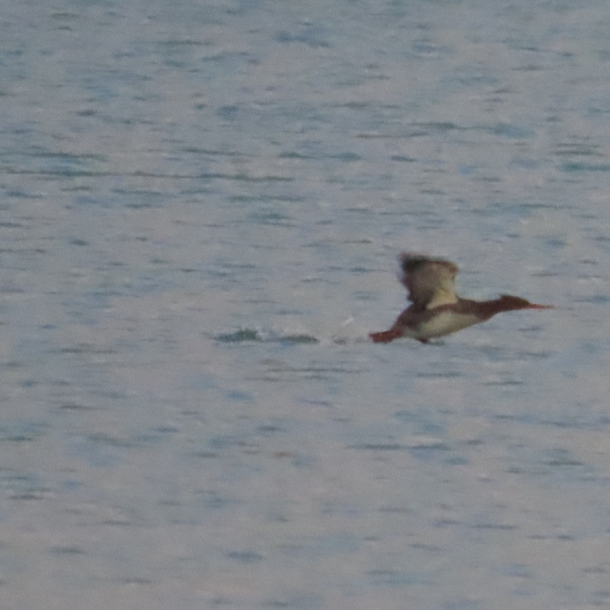 Red-breasted Merganser - ML643974312