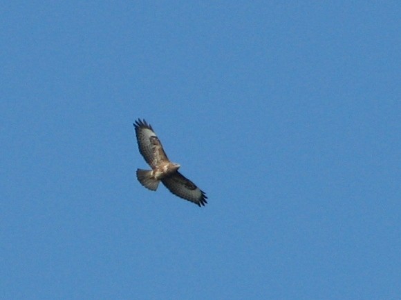 Common Buzzard - ML643974313