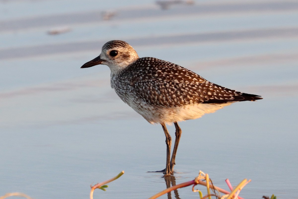 Black-bellied Plover - ML643974314