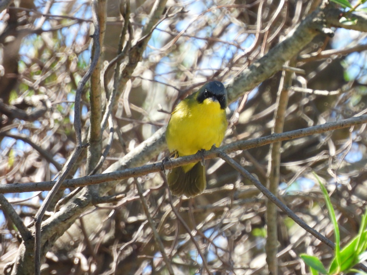 Southern Yellowthroat - ML643974315