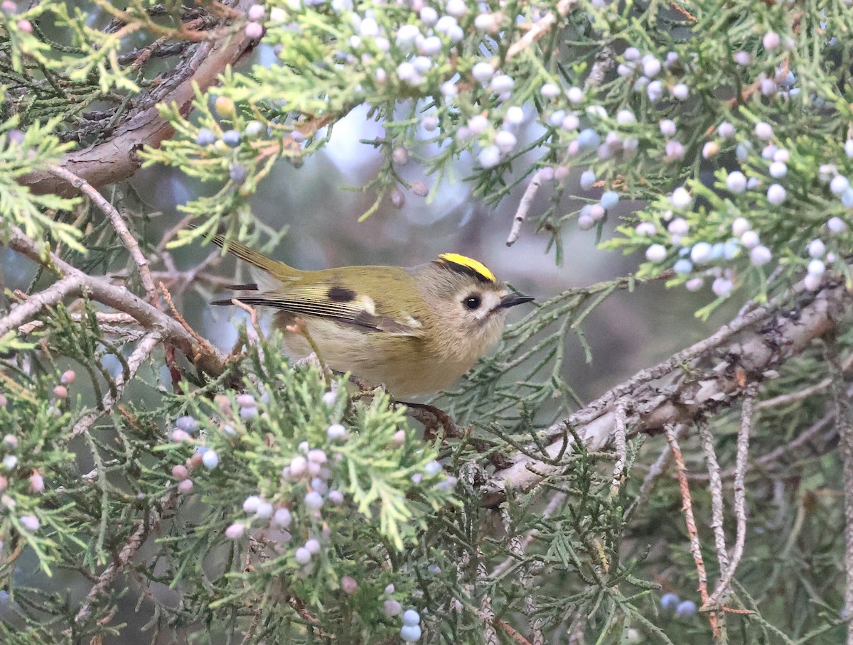 Goldcrest - ML643974317
