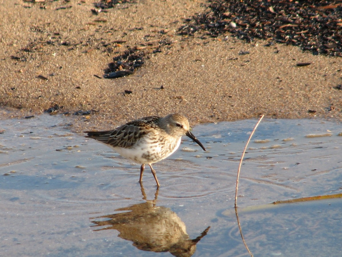 Dunlin - ML643974319