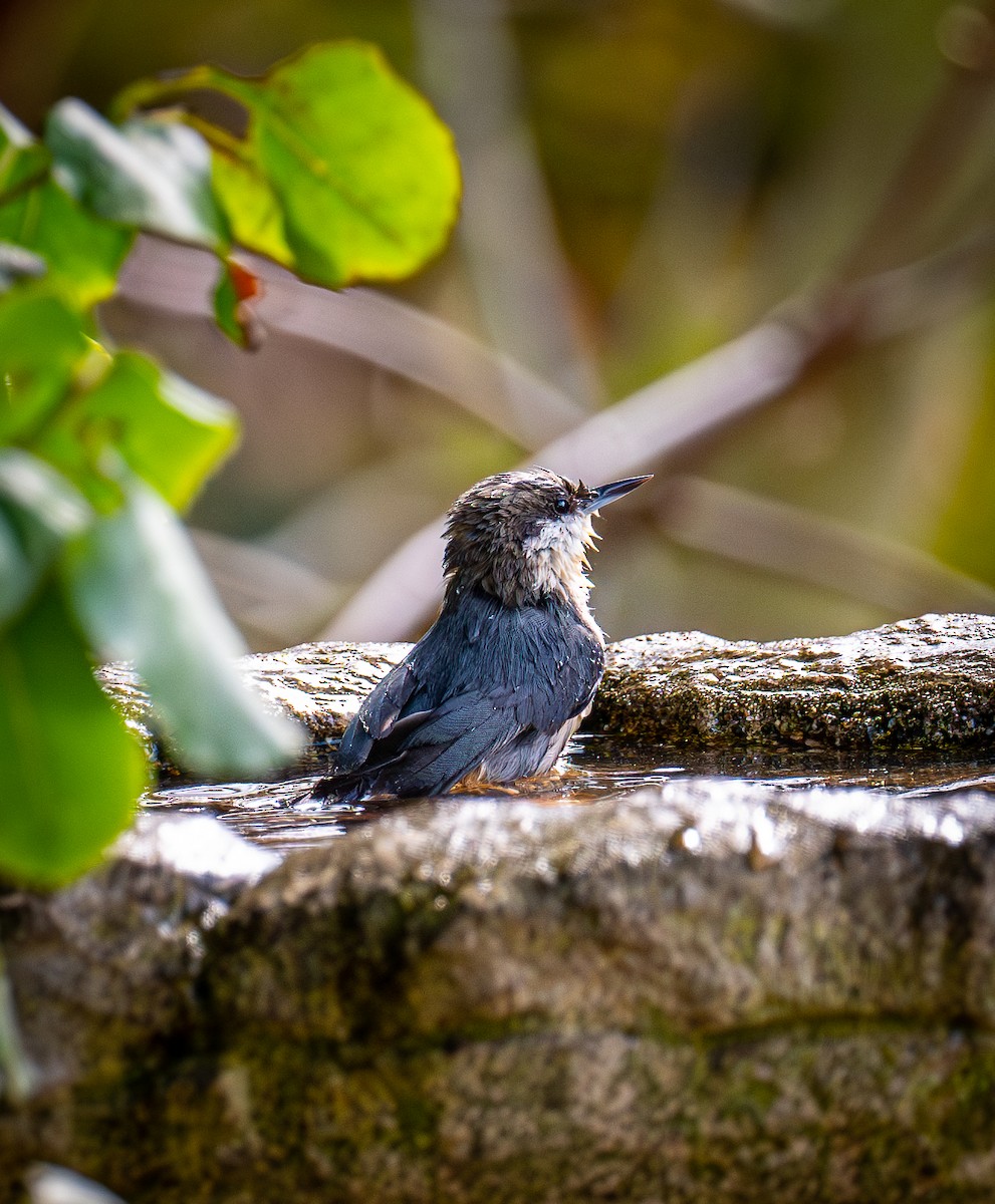 Pygmy Nuthatch - ML643974320