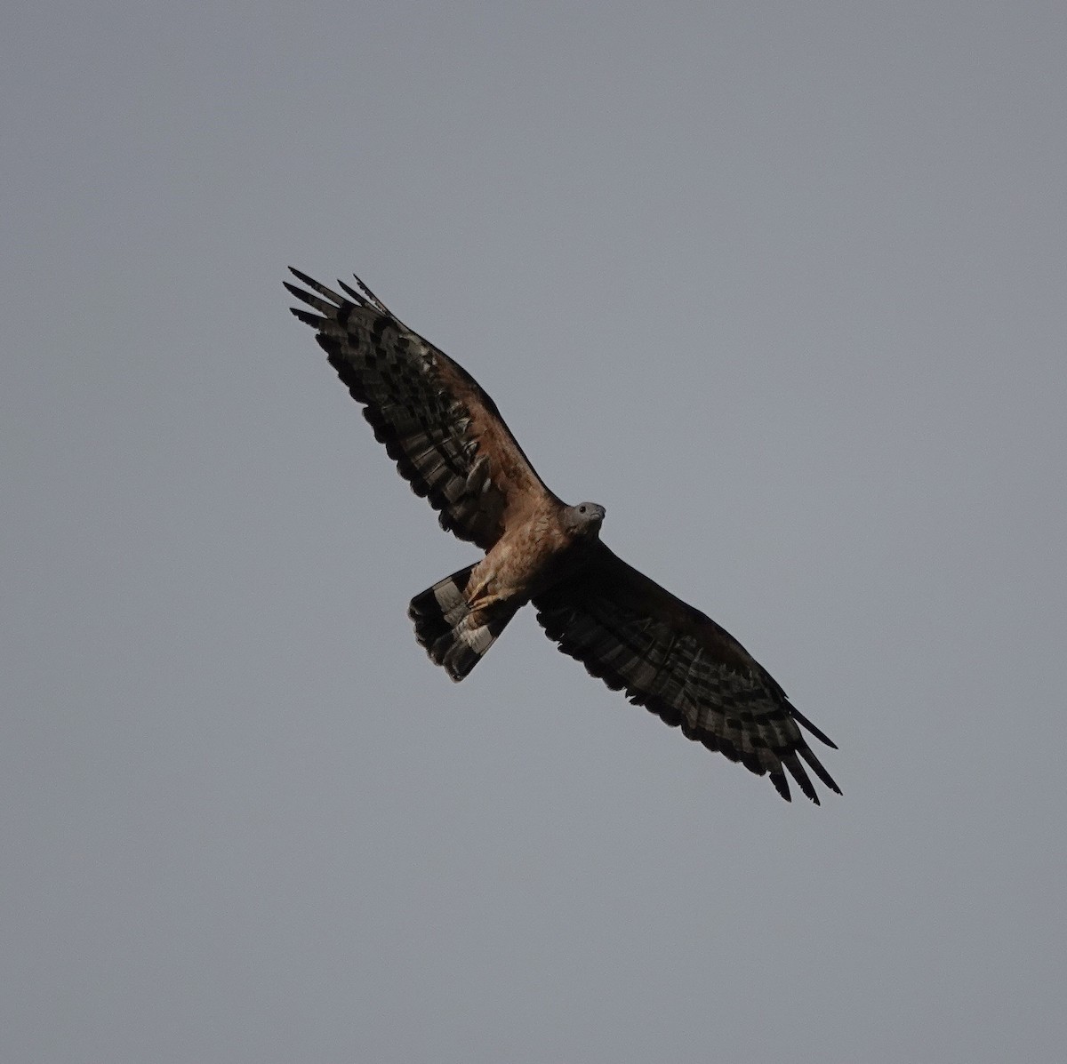 Oriental Honey-buzzard - ML643974321