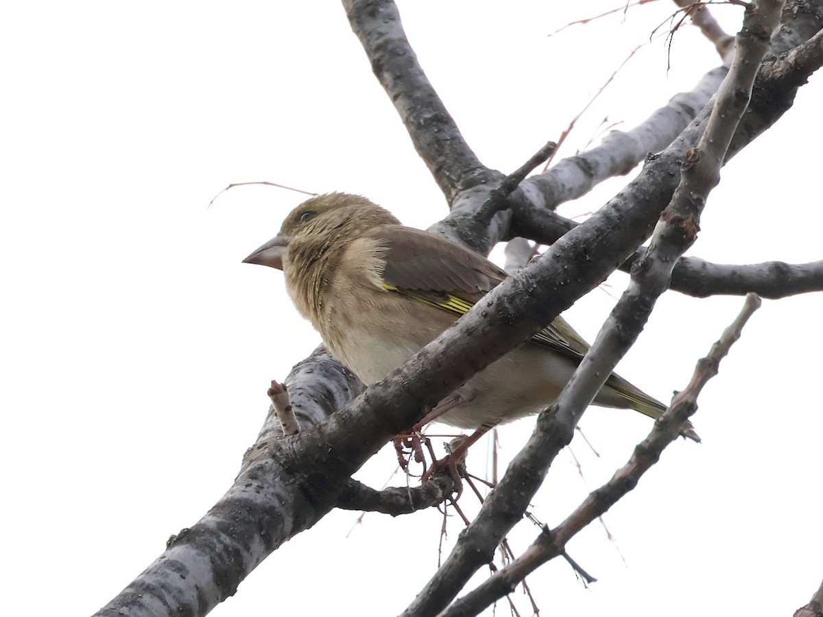 European Greenfinch - ML643974322