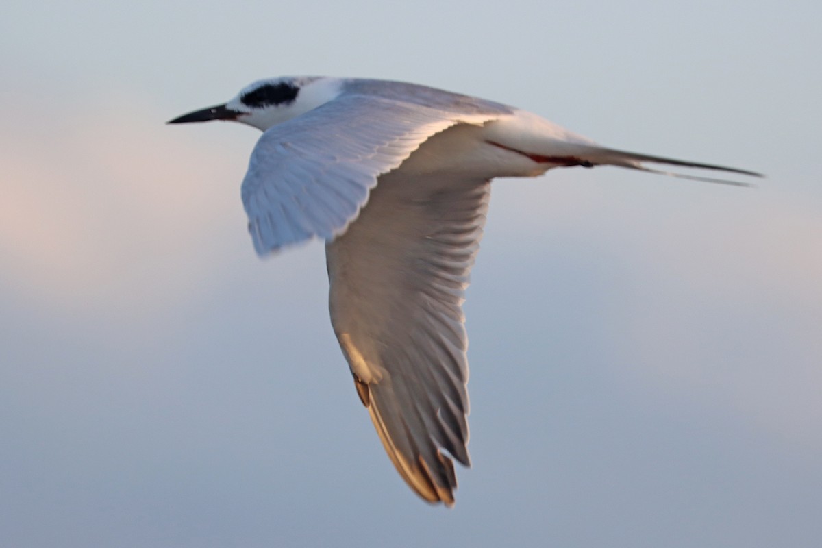 Forster's Tern - ML643974323