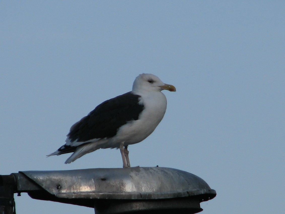Great Black-backed Gull - ML643974324