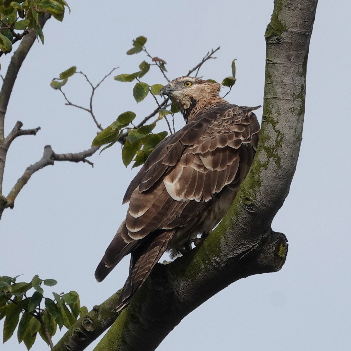 Oriental Honey-buzzard - ML643974325