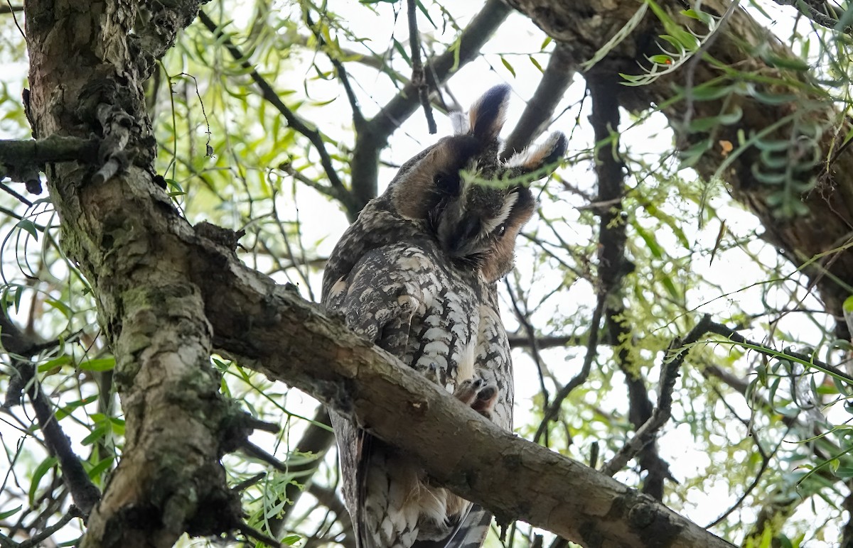 Ушастая сова - ML643974328