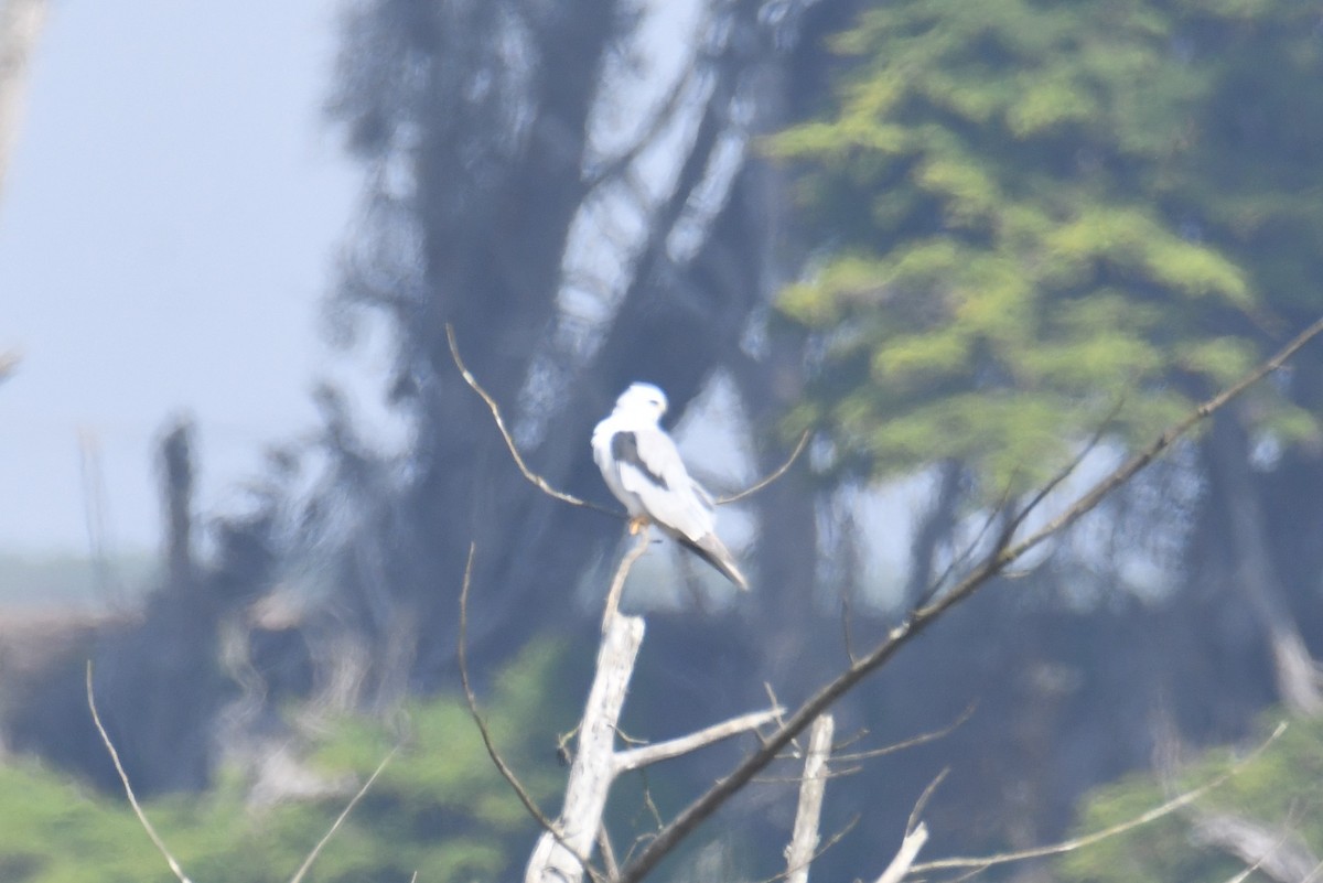 White-tailed Kite - ML643974335