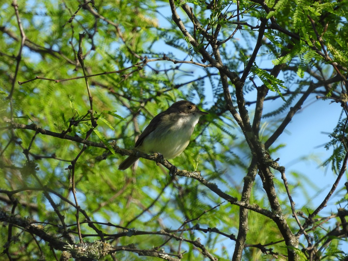 Fulvous-crowned Scrub-Tyrant - ML643974336