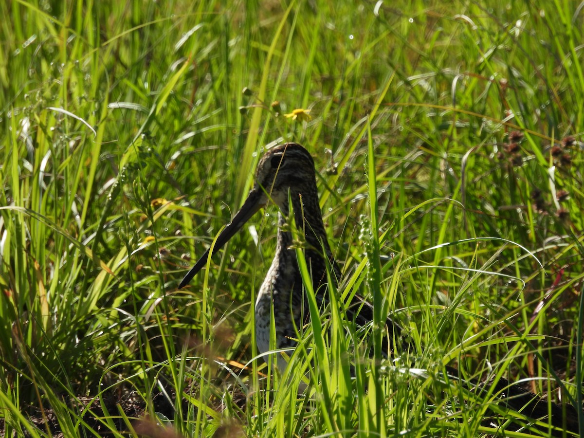 Pantanal Snipe - ML643974355