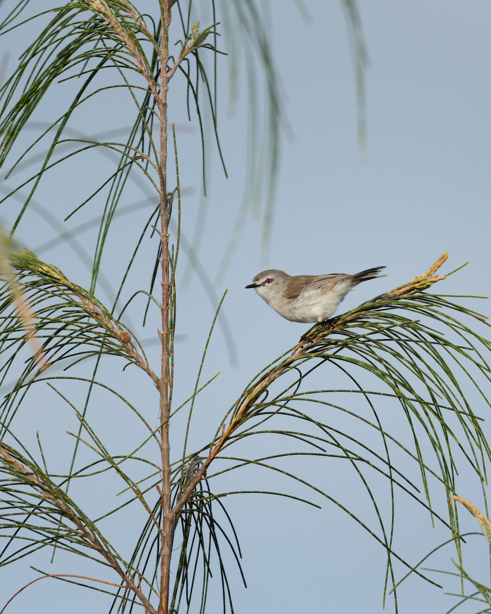 Mangrovegerygone - ML643974357