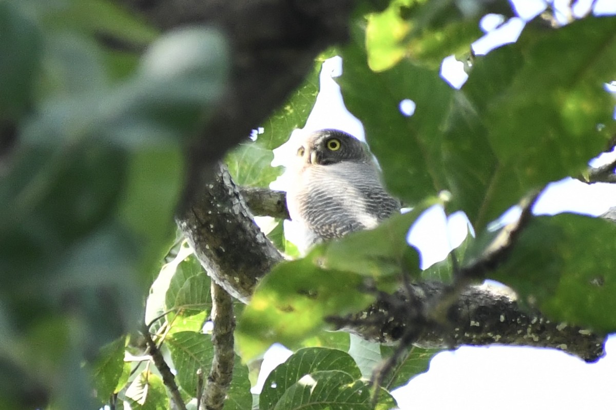 indiaugle - ML643974359