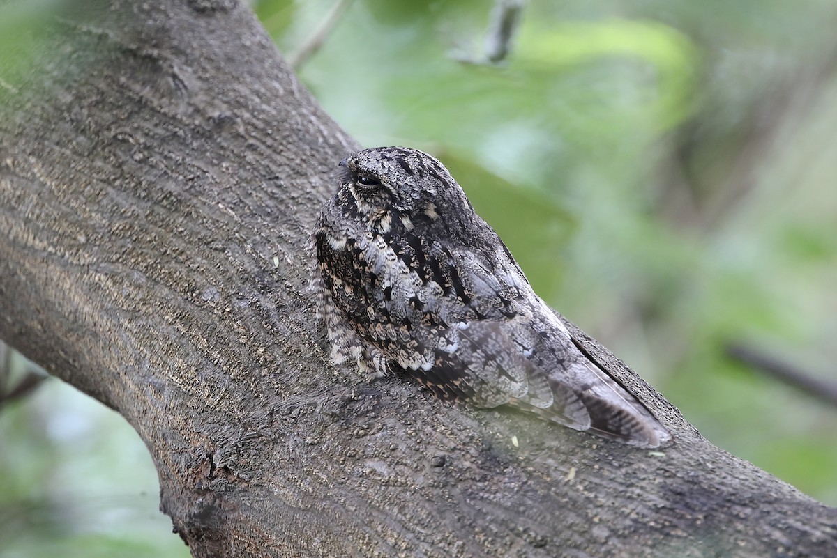 Gray Nightjar - ML643974373