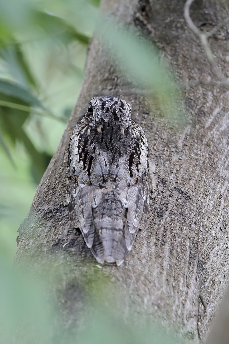 Gray Nightjar - ML643974374