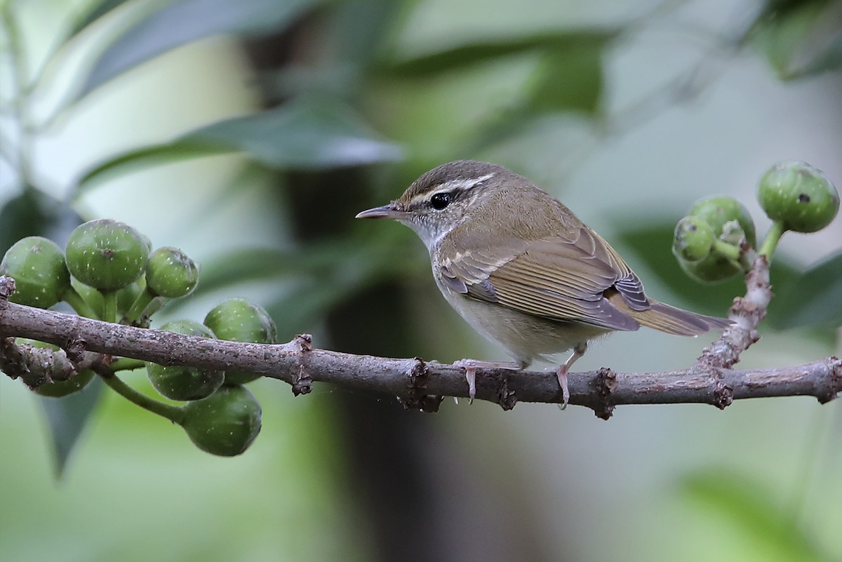 Sakhalin Leaf Warbler - ML643974385