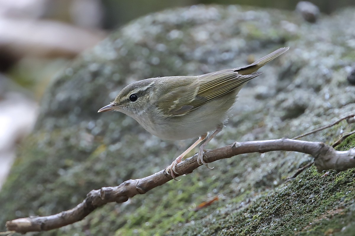 Sakhalin Leaf Warbler - ML643974386